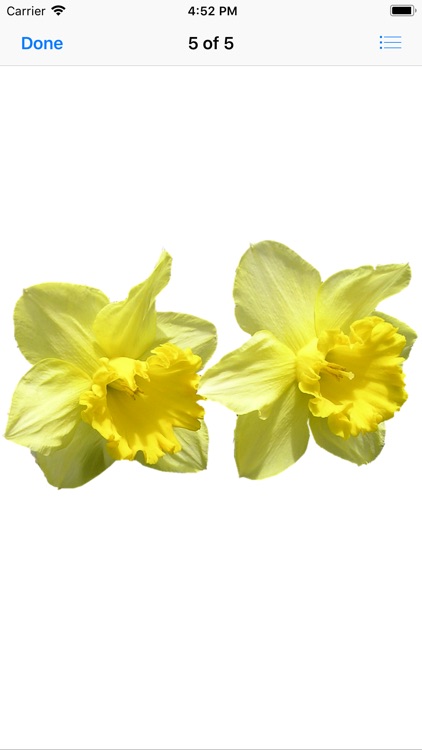 Daffodil Sticker Pack screenshot-5