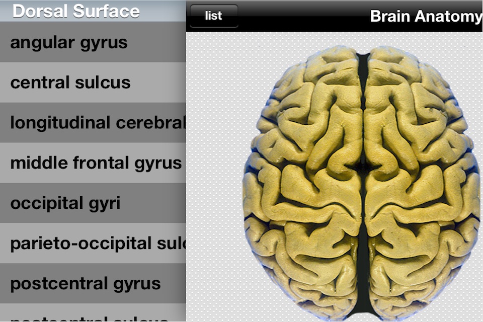 Brain Anatomy screenshot 2