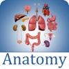 Human Anatomy-Anatomy and Physiology Study