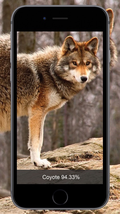 Dog Identify-Breed Identifier screenshot-3