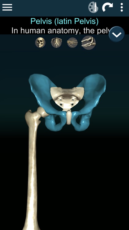 Bones 3D (Anatomy) screenshot-3