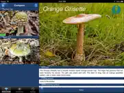 mushroom id guide - uk ipad capturas de pantalla 3
