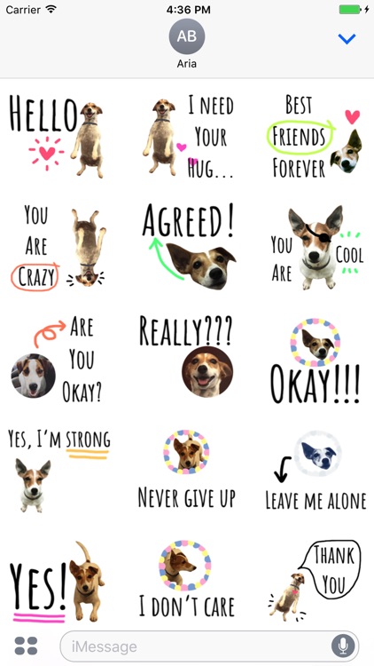 Chat With Jack Russell Dog