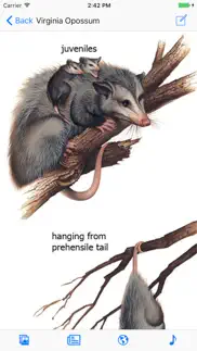 mammals of north america iphone images 1