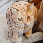 Tracing Paper Draw and Paint