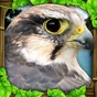 Falcon Simulator app download
