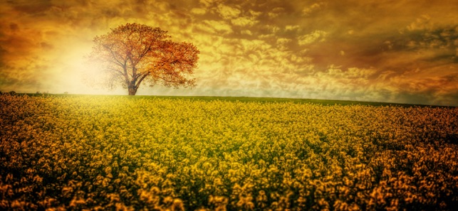 8K Backgrounds XR(圖3)-速報App