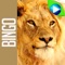 Play the only LIVE VIDEO BINGO game for FREE with real, FRIENDLY ANIMALS