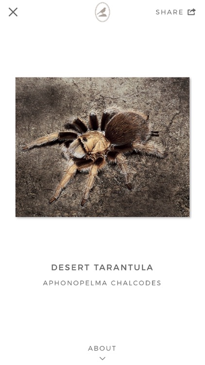 Fieldstone Guide: Spiders