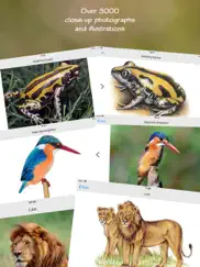 wildlife southern africa ipad images 1