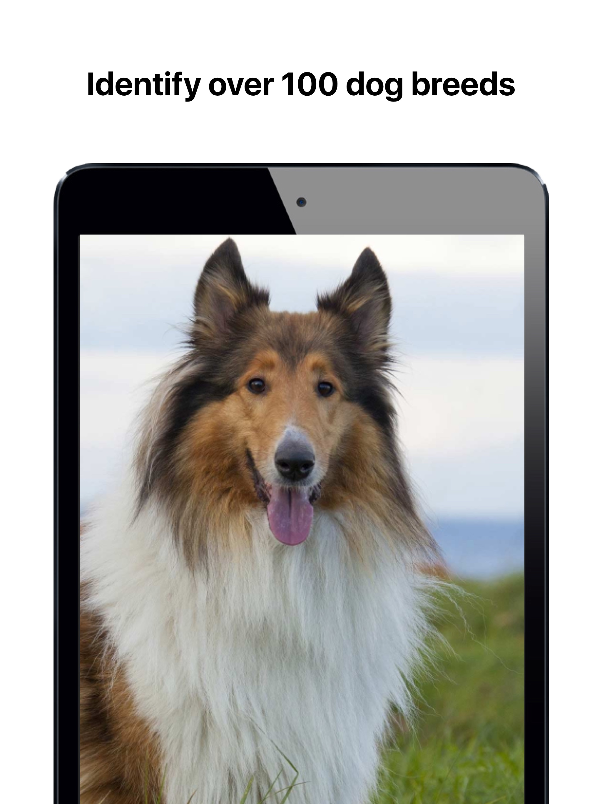 SpiritDog - What Dog Are You?