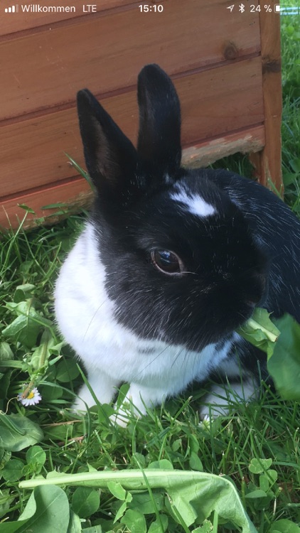 Donation To Sick Pets