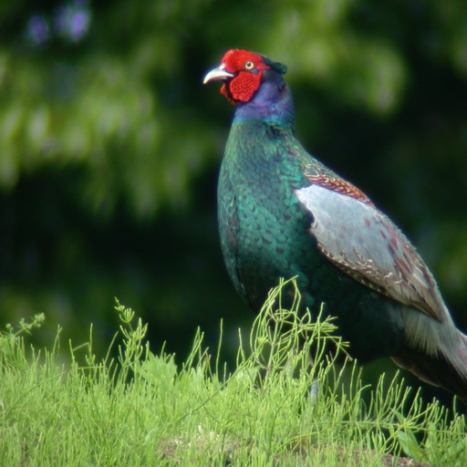 Field Note Wild Bird