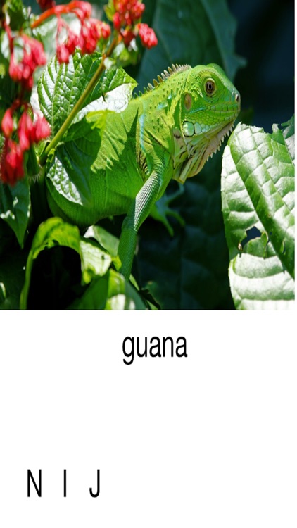 Animal Alphabet - Letter Sounds