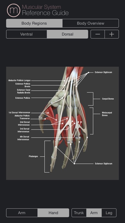 Human Muscular System Guide
