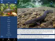 fish id - freshwater fish uk ipad bildschirmfoto 2