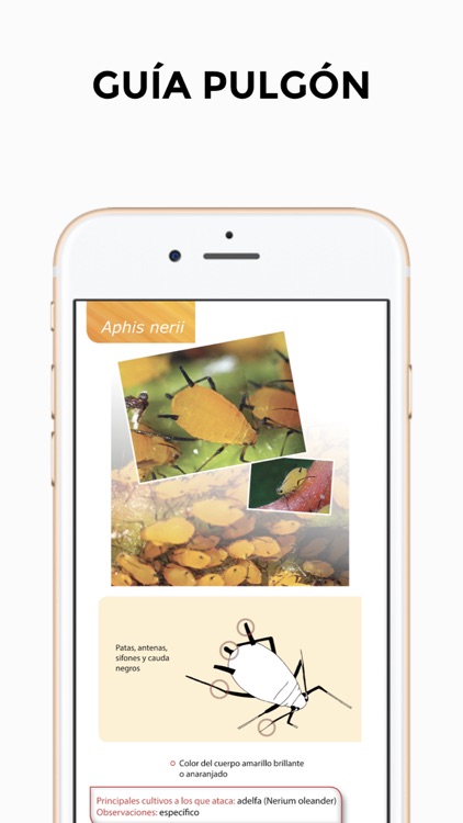GUÍA PULGÓN screenshot-3