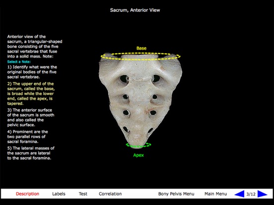 Gross Anatomy of the Skeleton iPad screenshot 7 - Medical app