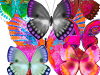 Haulwen Butterflies