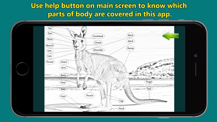 Animal Parts of Body Names