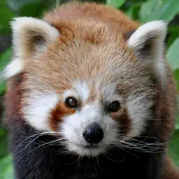 Memory Games with Nuremberg ZOO FREE for preschool children, schoolchildren and adults app icon