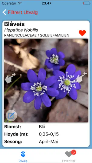 Blomstereng iPhone-skjermbilde 5