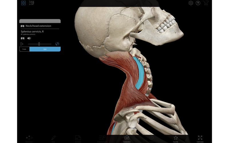 muscle premium problems & solutions and troubleshooting guide - 3