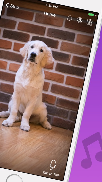 Pet Monitor VIGI