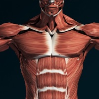 Muscular System 3D (Anatomie) apk