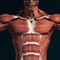 Shows a three-dimensional models of muscular system and a description of every muscle in the human body