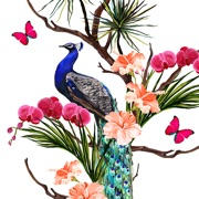 Peacock Stickers