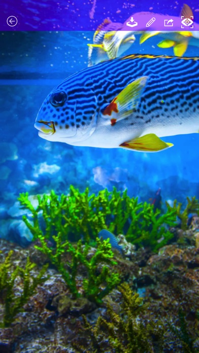 Saltwater wallpaper reef fish screenshot 2