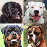 Hunde - Foto-Quiz und Liste apk