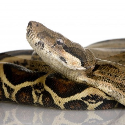 Boa Constrictor Imperator