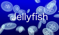 Jellyfish AR/VR