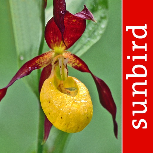 Orchid Id - British Orchids icon