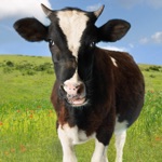 Download Cow Sounds! app