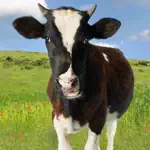 Cow Sounds! App Positive Reviews