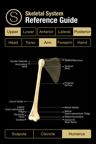Human Skeleton Reference Guide - náhled