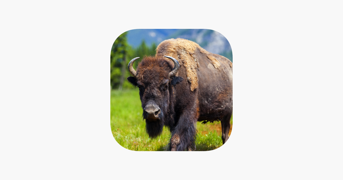 Buffalo Sounds! on the App Store