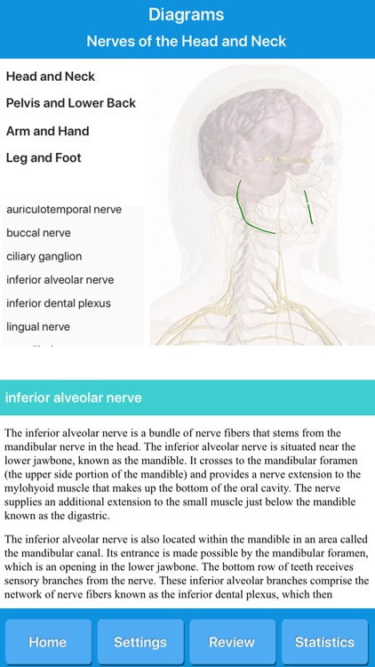 Human Nervous System Anatomy