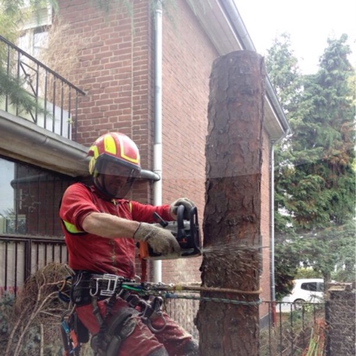 Baumkletterer Jörg van Oost