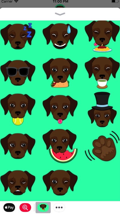 Dark Chocolate Labrador