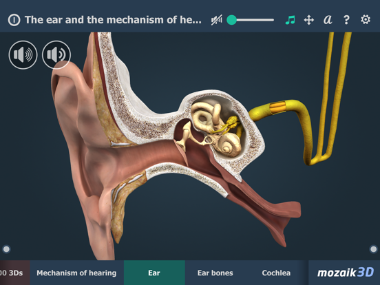 Screenshot #5 pour The mechanism of hearing 3D