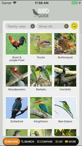 Game screenshot Birds of Singapore hack
