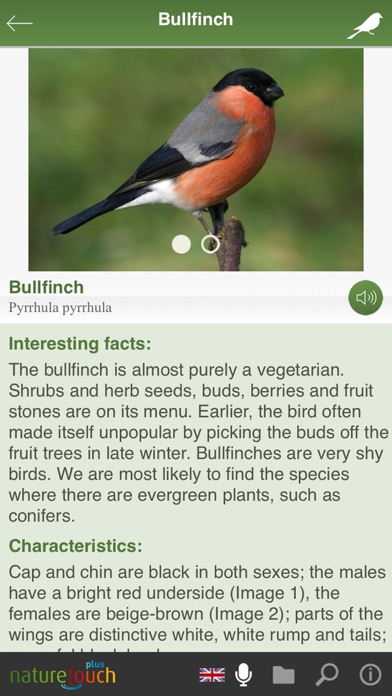Identify live bird songs Screenshot