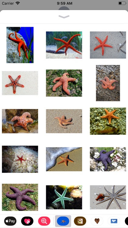 Starfish Sticker Pack