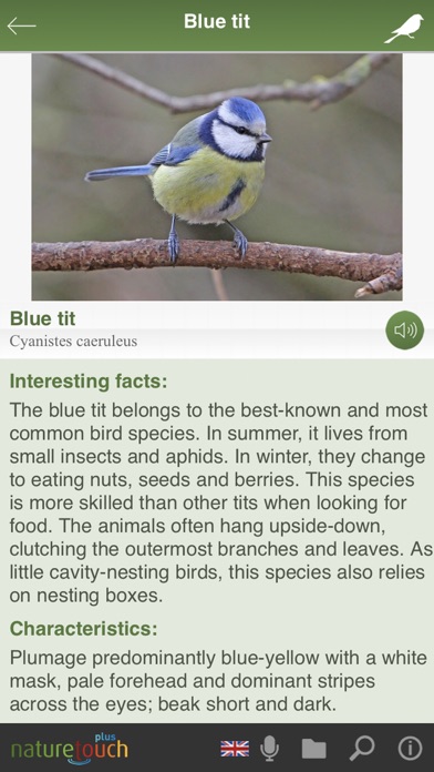 Identify live bird songs Screenshot