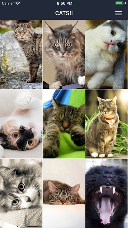  Cat  Wallpapers  Cute by Vinh Tran