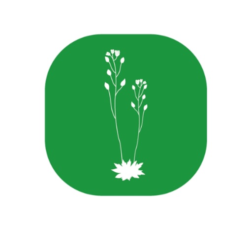 Draba